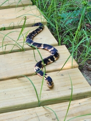 Nerodia fasciata confluens