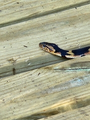 Nerodia fasciata confluens