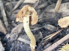 Conocybe tenera