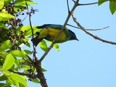 Dacnis lineata