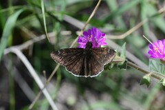 Erynnis funeralis
