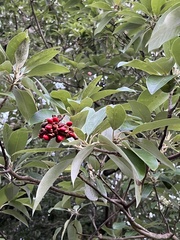 Magnoliaceae