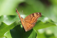 Junonia hedonia