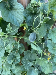 Cucumis