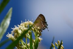 Callophrys gryneus