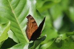 Junonia hedonia