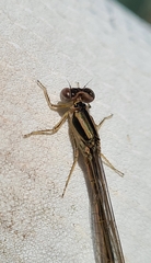 Ischnura aurora