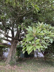 Magnoliaceae