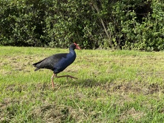 Porphyrio melanotus melanotus