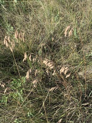 Bromus porteri