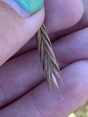 Bromus porteri