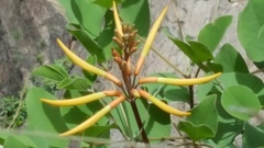 Erythrina leptorhiza