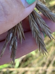 Bromus porteri