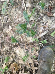 Elephantopus tomentosus