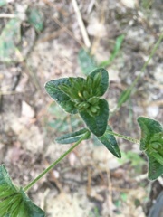 Elephantopus tomentosus