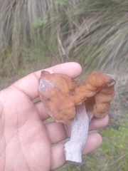 Gyromitra infula
