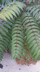 Ailanthus altissima