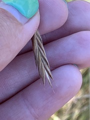 Bromus porteri
