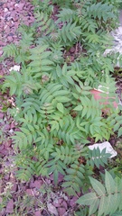 Ailanthus altissima