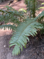 Polystichum