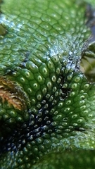 Conocephalum conicum