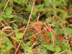 Brachypodium sylvaticum