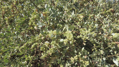 Atriplex lentiformis