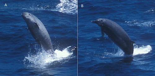 True's Beaked Whale