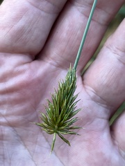 Cyperus retrofractus