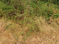 Brachypodium sylvaticum