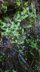 Conocephalum conicum