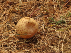 Cynips mirabilis