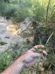 Cyperus retrofractus