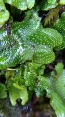 Conocephalum conicum