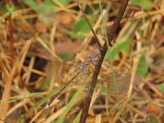 Archilestes californicus
