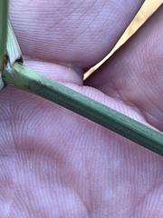 Cyperus retrofractus