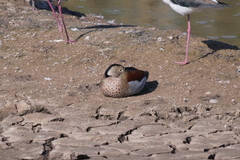 Callonetta leucophrys