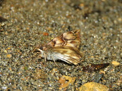 Noctuana noctua