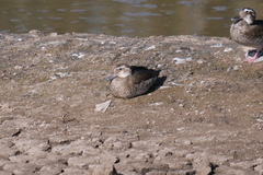 Callonetta leucophrys