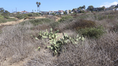 Opuntia littoralis