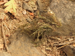 Fontinalis antipyretica