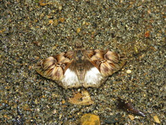 Noctuana noctua