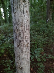 Betula pubescens