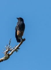 Chelidoptera tenebrosa