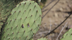 Opuntia littoralis