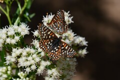 Euphydryas chalcedona