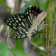 Hestina assimilis assimilis