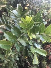 Zanthoxylum delagoense