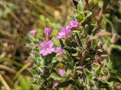 Epilobium densiflorum