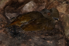 Rupicola rupicola